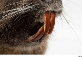 Nutria teeth 0003.jpg